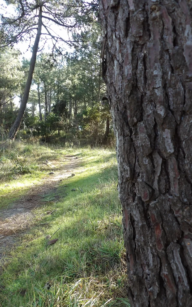 KODAK Digitale Still-Kamera