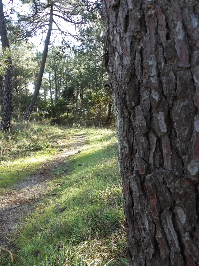 KODAK Digitale Still-Kamera